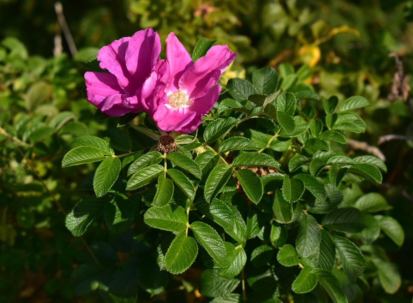 Изображение особи Rosa rugosa.