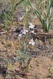 Delphinium camptocarpum