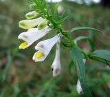 Melampyrum pratense. Верхняя часть цветущего побега (Melampyrum vulgatum). Украина, Волынская обл., Ратновский р-н, северо-восточные окрестности с. Комарово, сосновый лес на дюне. 26 июля 2010 г.