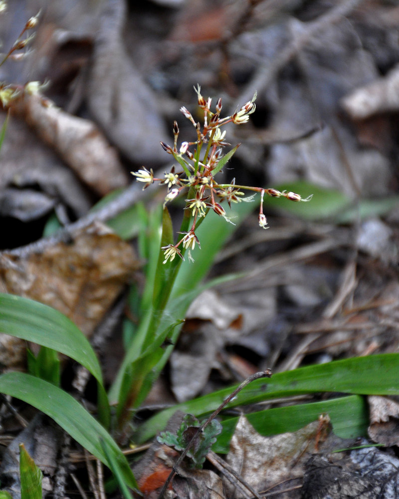 Image of Luzula pilosa specimen.