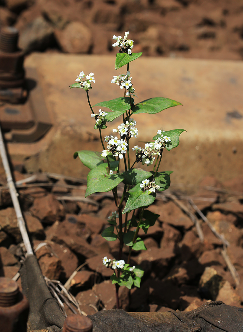 Image of Fagopyrum esculentum specimen.