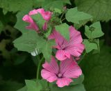 Malva trimestris