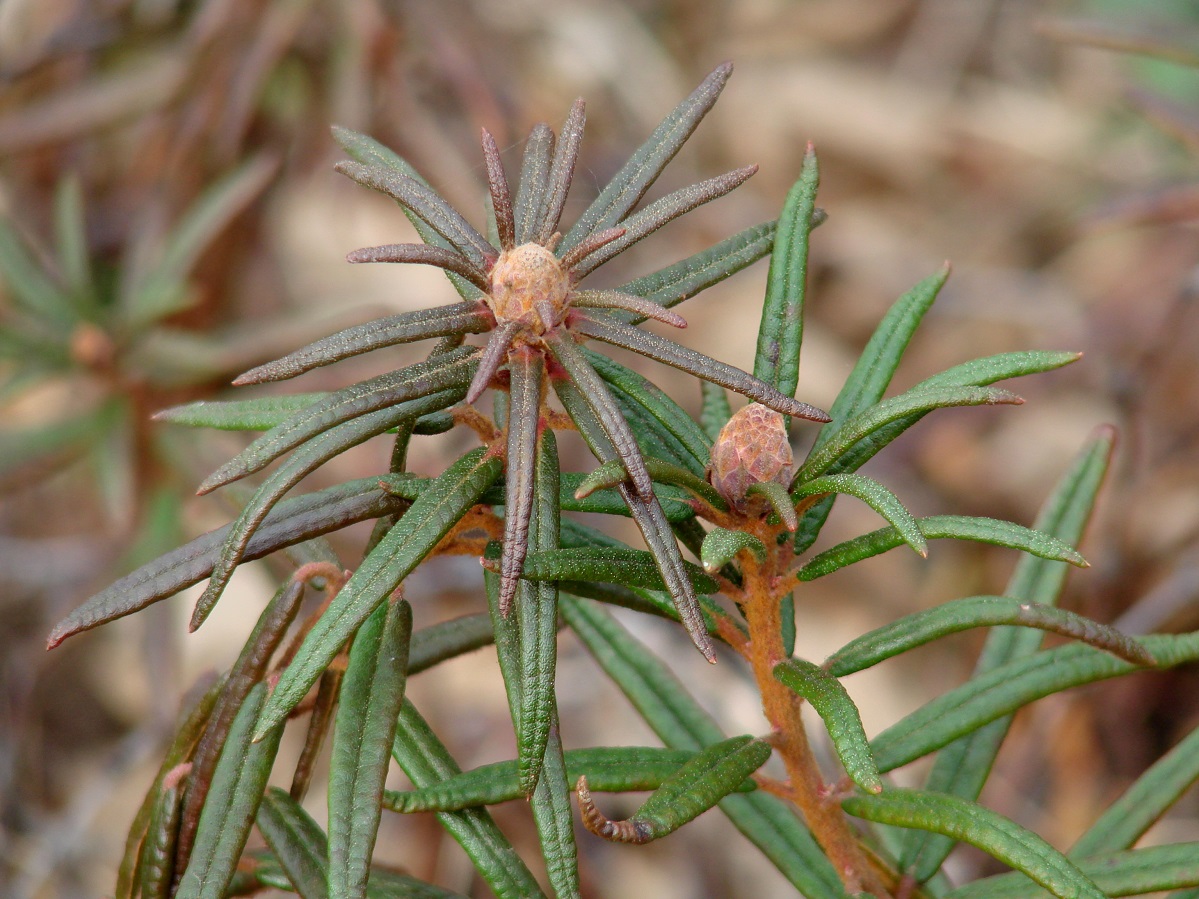 Image of Ledum palustre specimen.