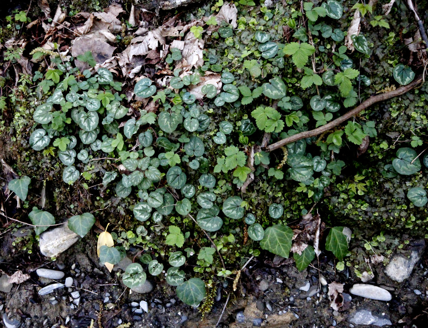 Image of Cyclamen coum specimen.