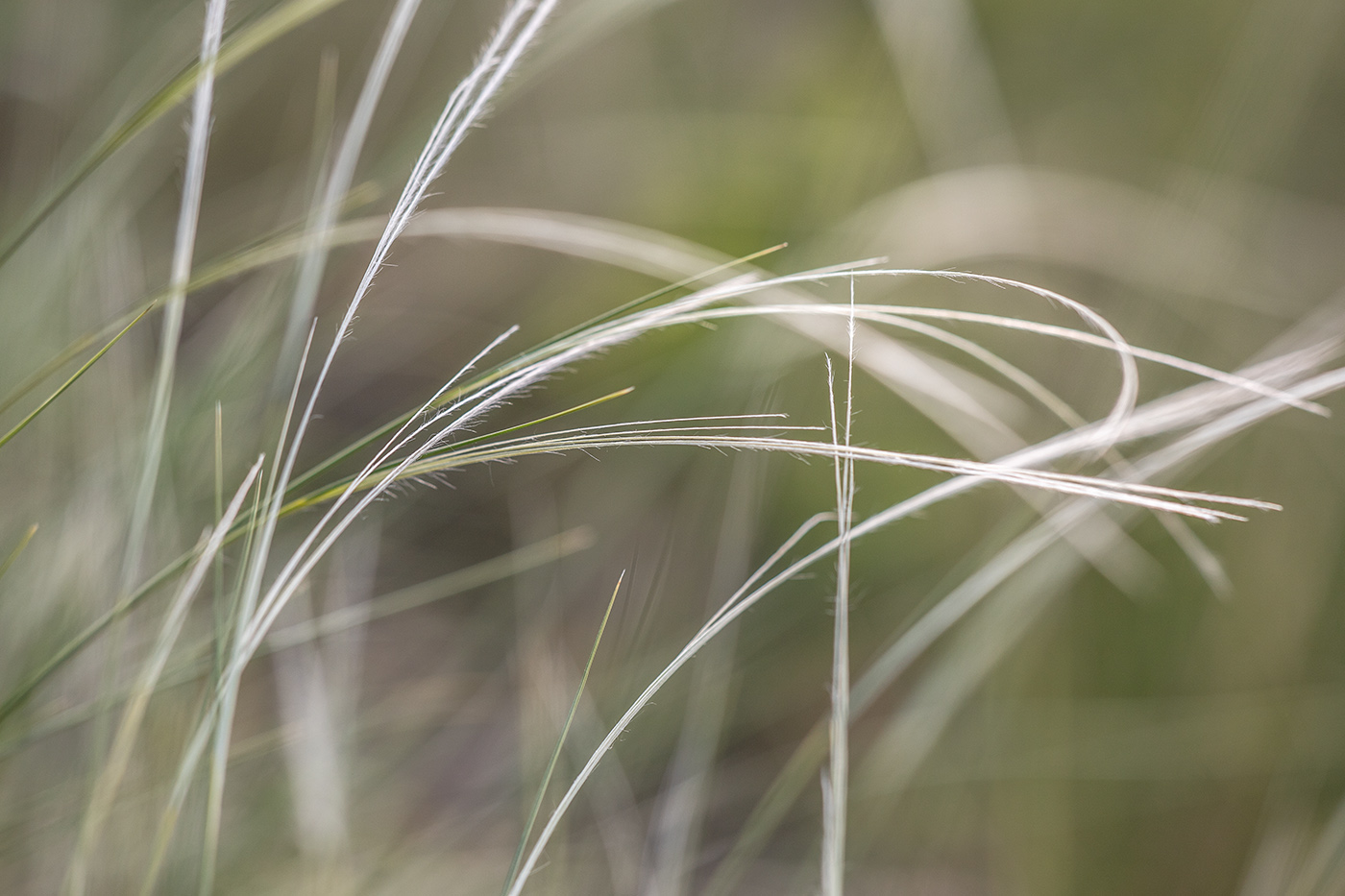 Image of genus Stipa specimen.