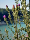 Cirsium vulgare. Верхушка побега с цветущими и отцветающими соцветиями. Челябинская обл., Кыштымский гор. округ, берег Каолинового карьера, глинистый склон. 24.07.2020.