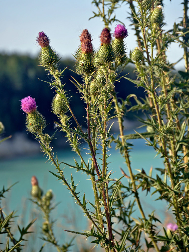 Image of Cirsium vulgare specimen.