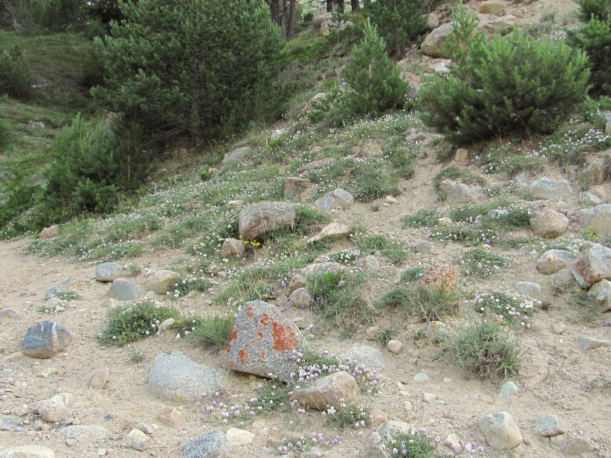 Image of Astragalus captiosus specimen.