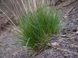 familia Poaceae. Вегетирующее растение с молодыми листьями и основаниями прошлогодних генеративных побегов. Краснодарский край, м/о г. Новороссийск, восточный отрог горы Сахарная Голова, ≈ 300 м н.у.м., мелкощебнистый склон горы, сложенный ожелезнённым слабокарбонатным песчаником. 03.04.2016.
