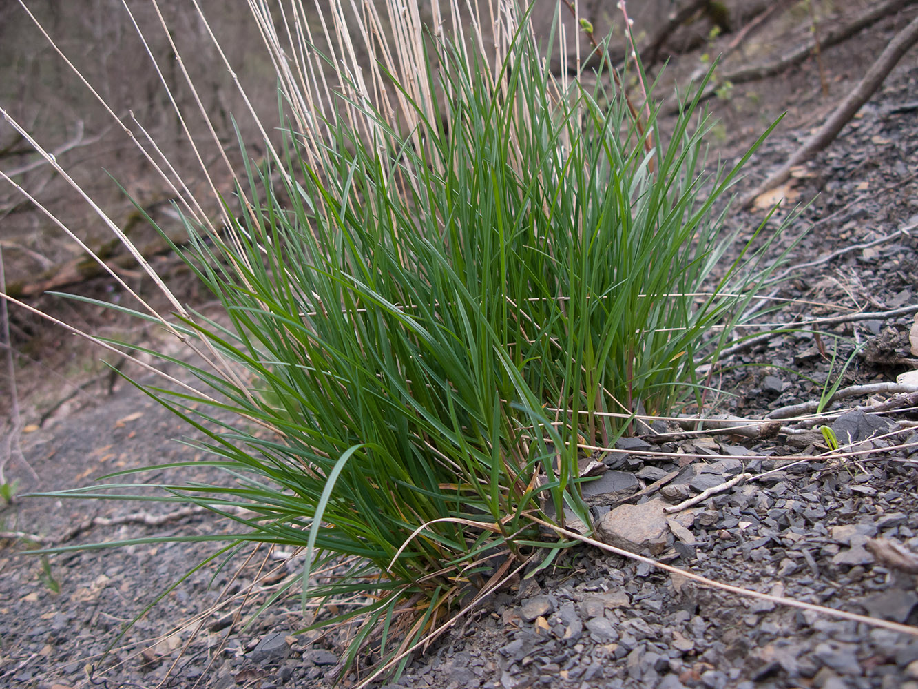 Изображение особи семейство Poaceae.