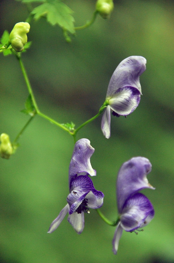 Image of Aconitum sczukinii specimen.