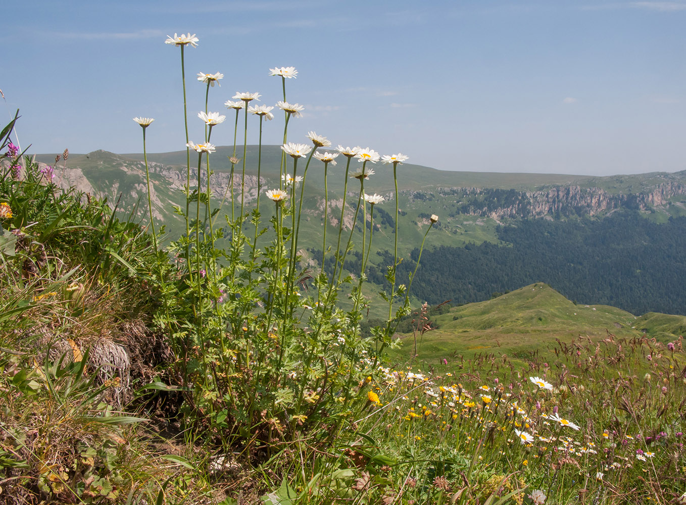 Изображение особи Anthemis melanoloma.