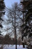 genus Larix. Покоящееся взрослое растение. Санкт-Петербург, Петроградский р-н, Ботанический сад им. Петра Великого, в культуре. 06.01.2021.