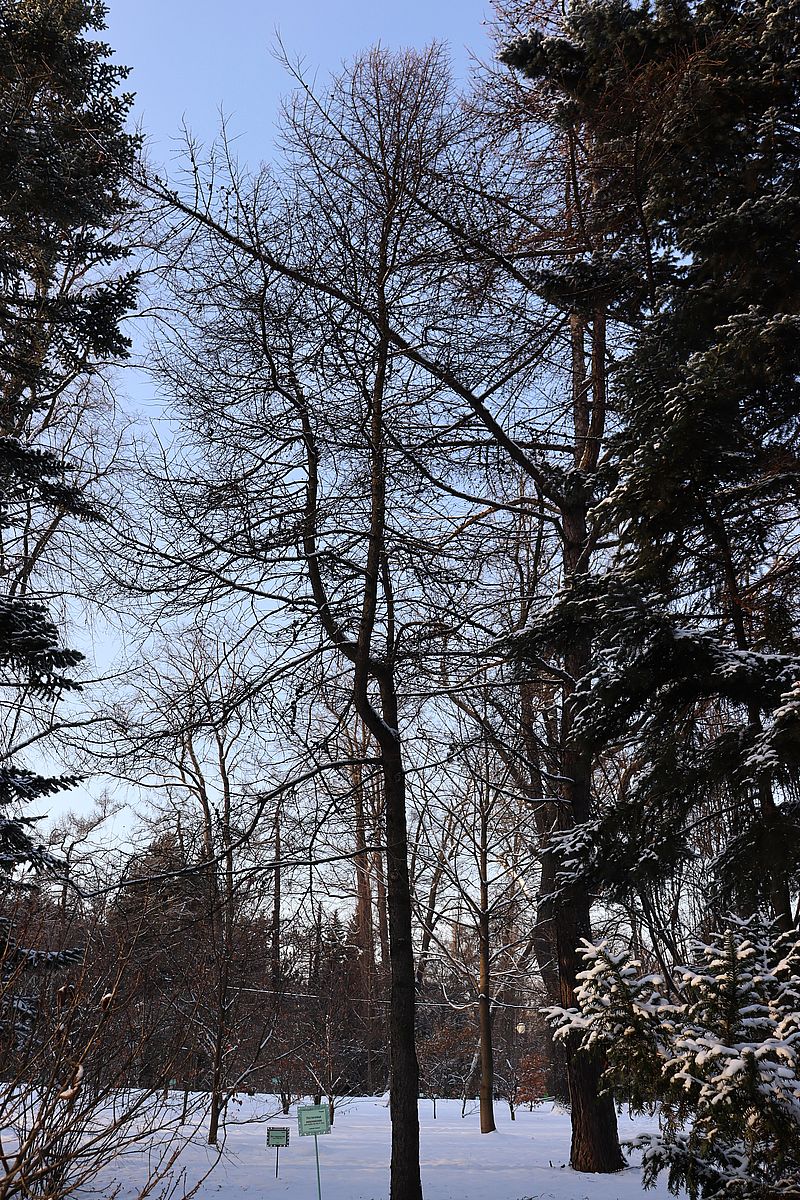 Image of genus Larix specimen.