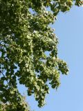 Tilia cordata