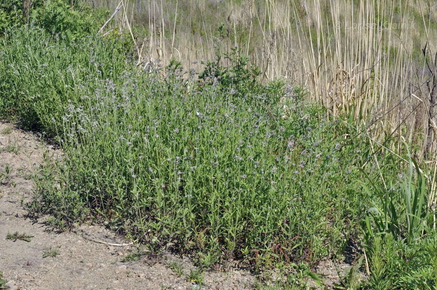 Image of Silene amoena specimen.