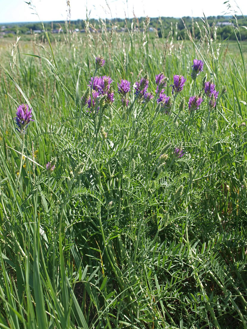 Image of Astragalus onobrychis specimen.