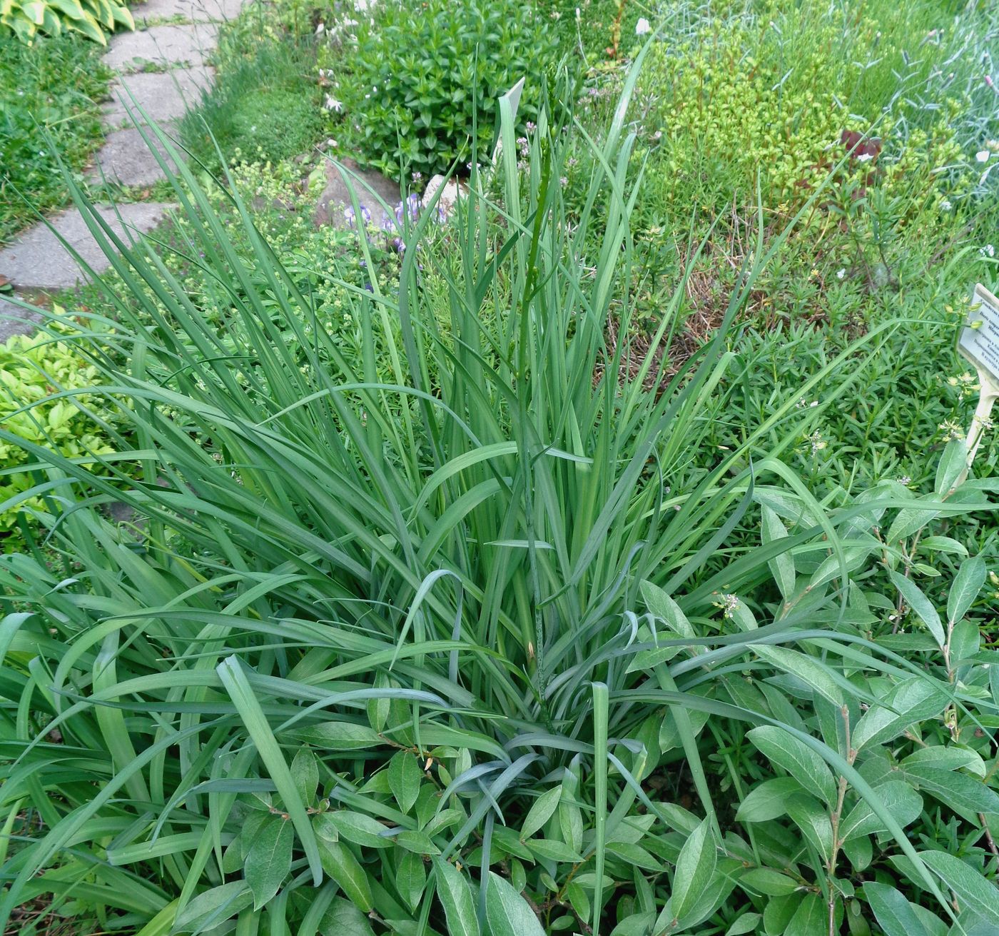 Изображение особи Anthericum ramosum.