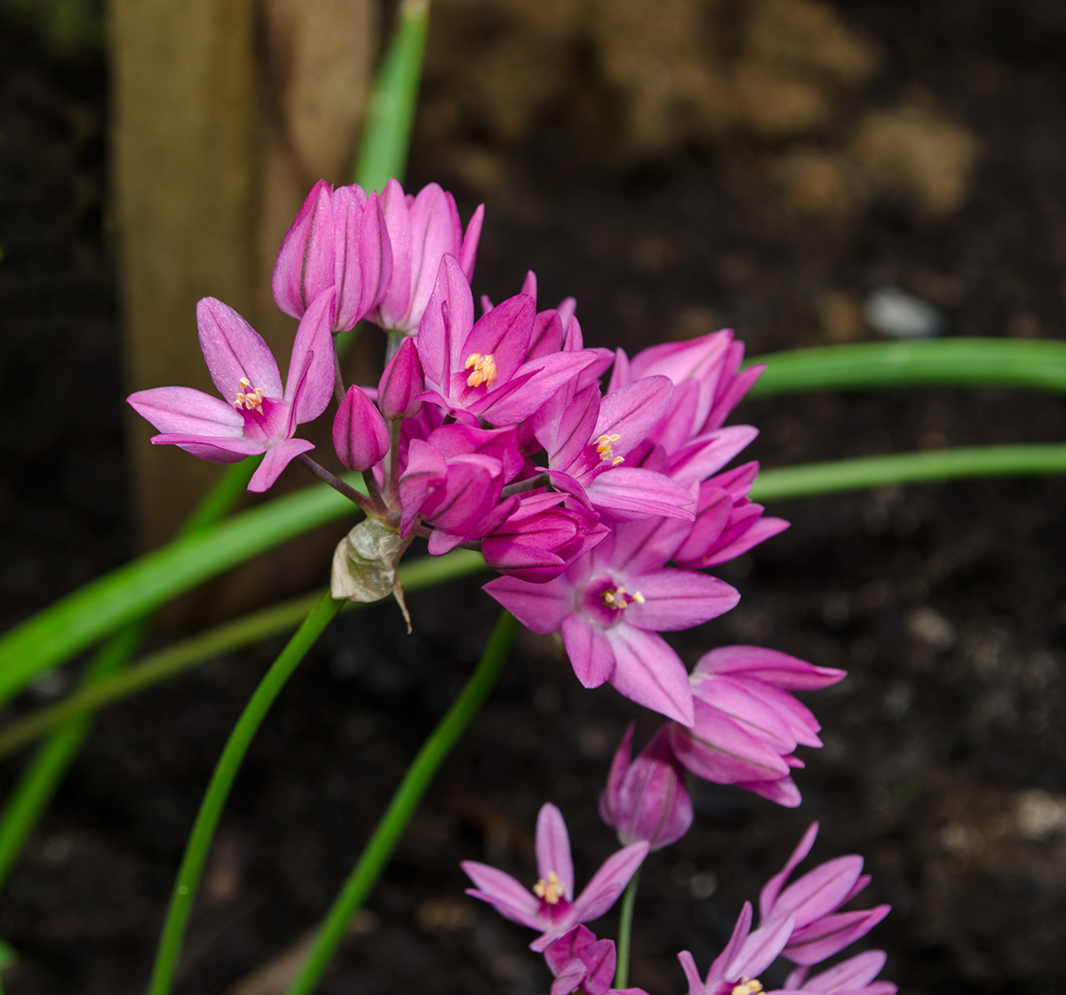 Изображение особи Allium oreophilum.