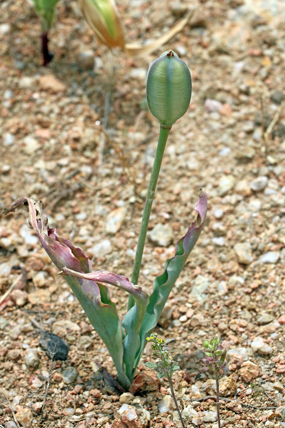 Изображение особи Tulipa korolkowii.