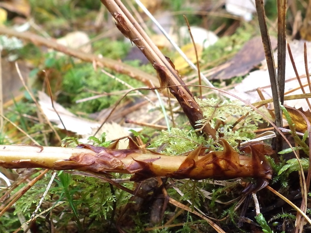 Изображение особи Dryopteris dilatata.