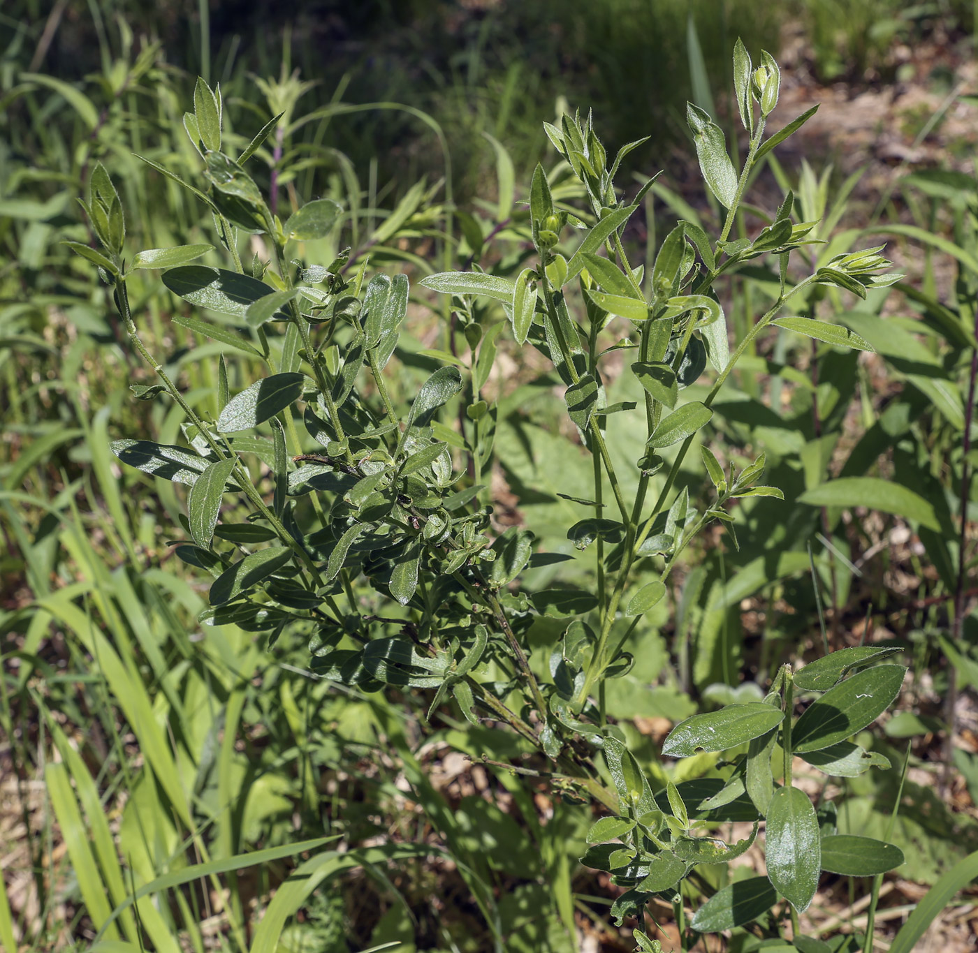 Изображение особи Genista tinctoria.