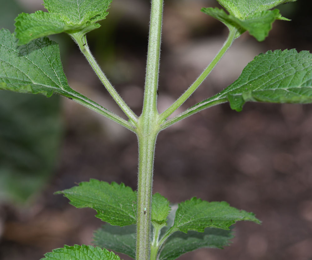 Изображение особи Stachytarpheta cayennensis.