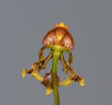 Image of specimen