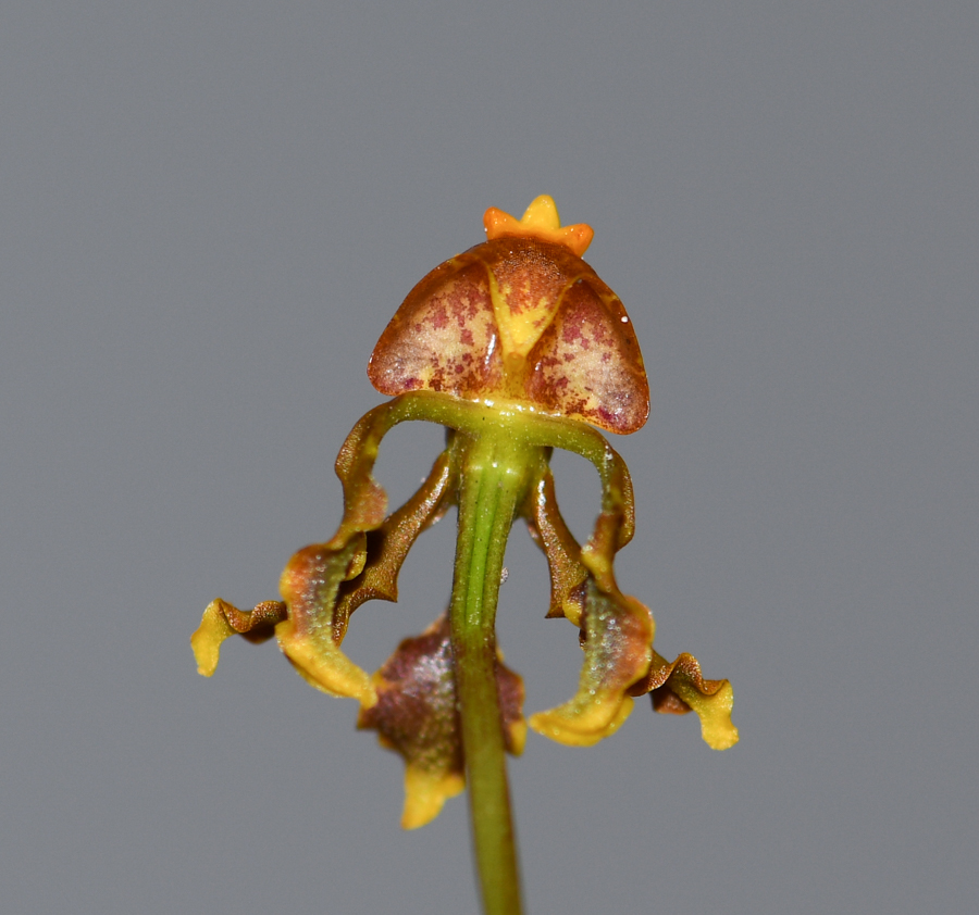 Image of Cyrtochilum cimiciferum specimen.