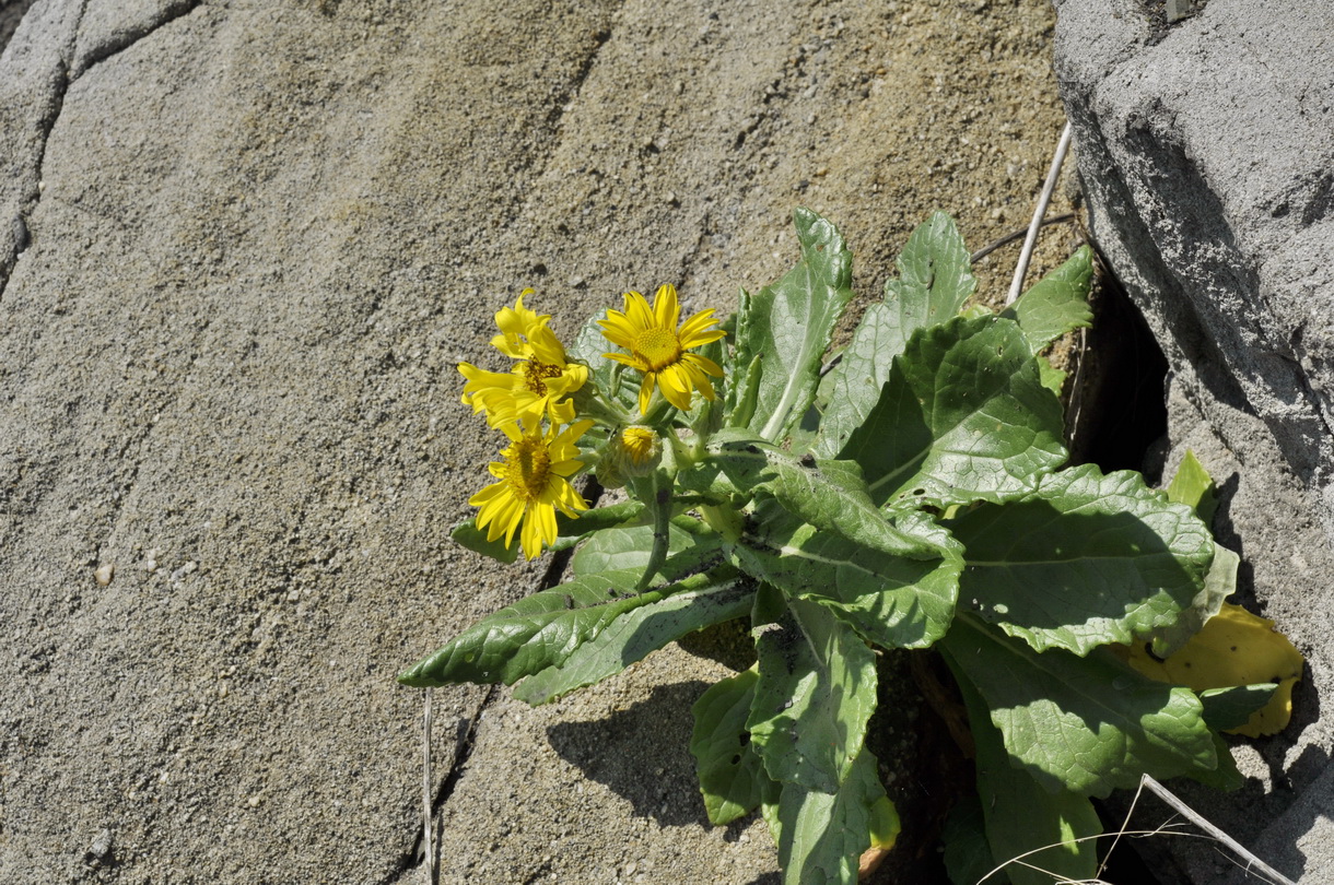 Image of Senecio pseudoarnica specimen.