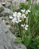 Arabis alpina
