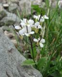 Arabis alpina. Верхушка цветущего растения. Полярный Урал, долина р. Большая Пайпудына, участок пятнистой тундры. 01.08.2010.