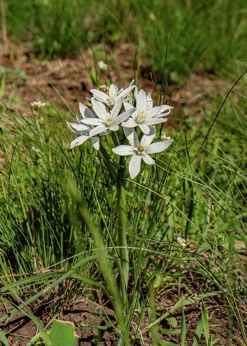 Изображение особи Ornithogalum navaschinii.