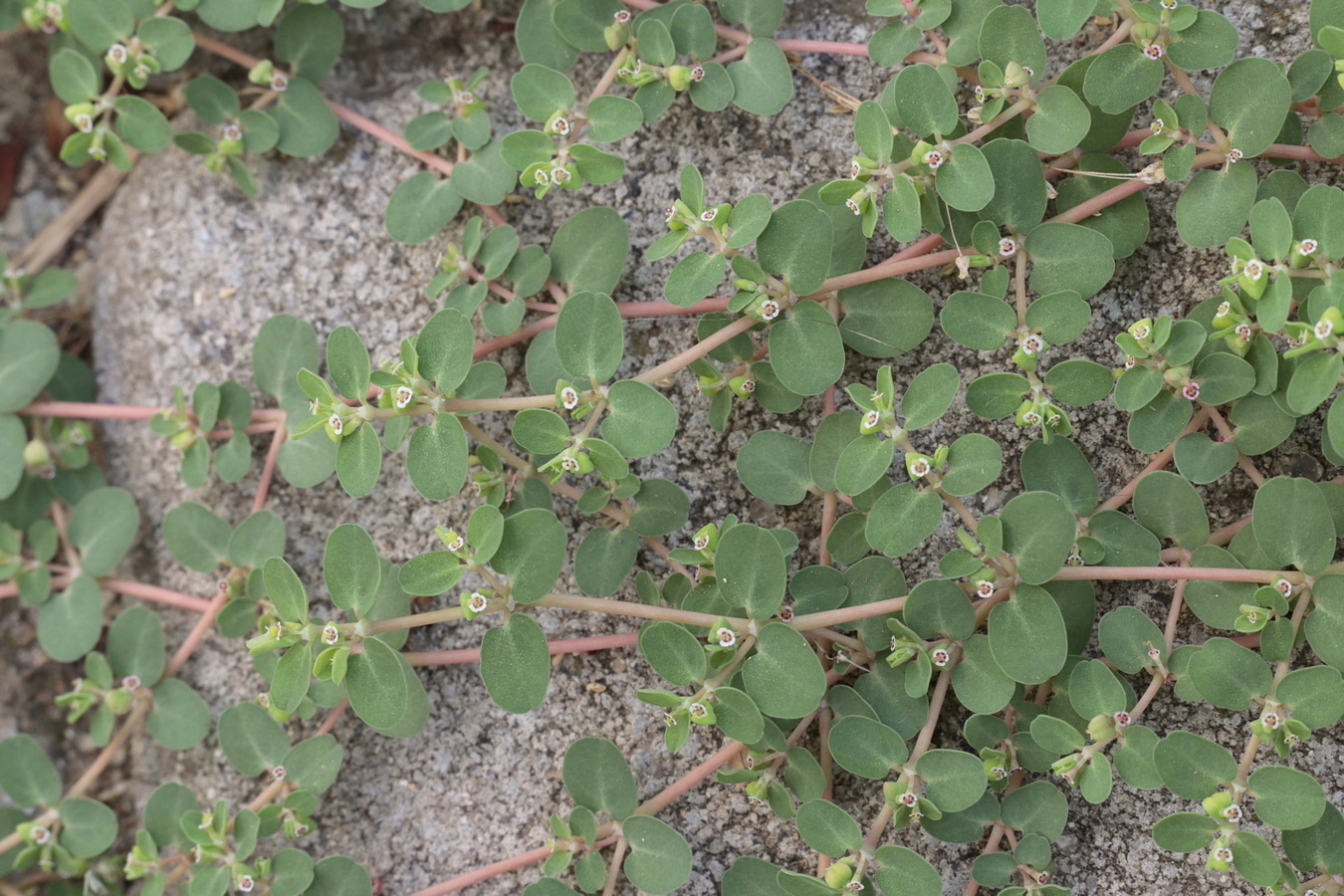 Изображение особи Euphorbia serpens.