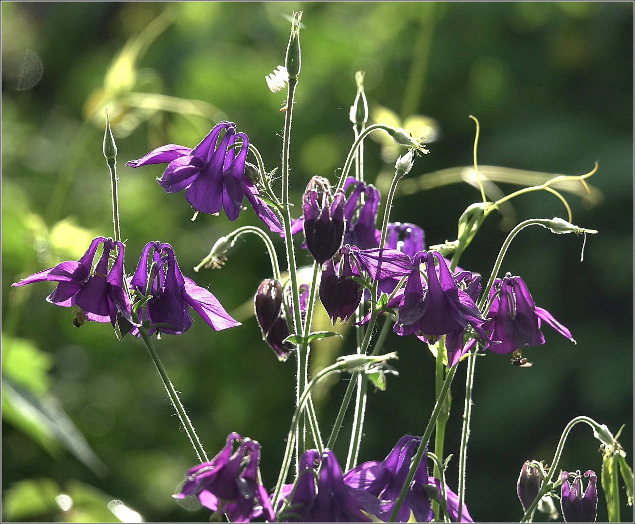 Изображение особи Aquilegia vulgaris.