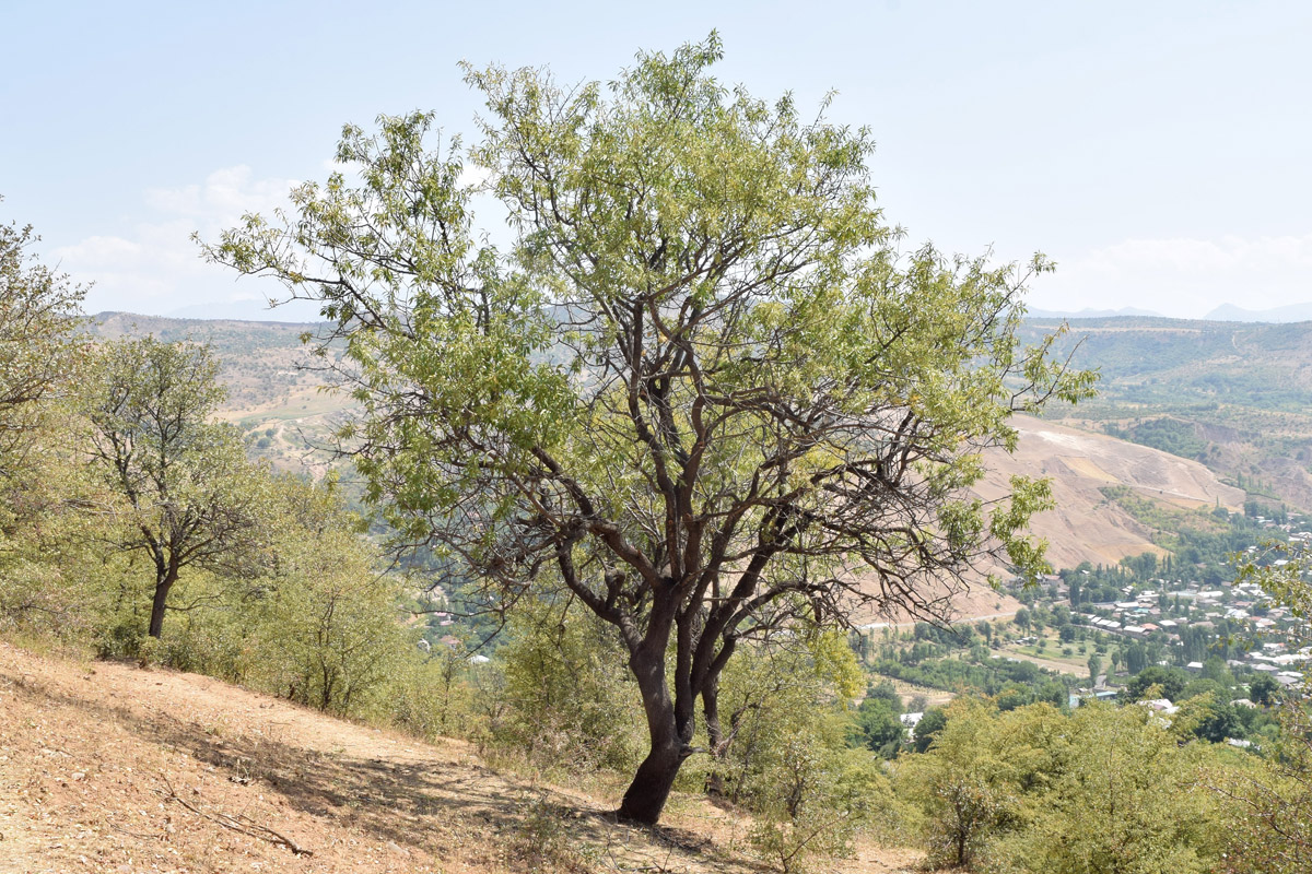 Изображение особи Amygdalus communis.