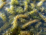 Elodea canadensis