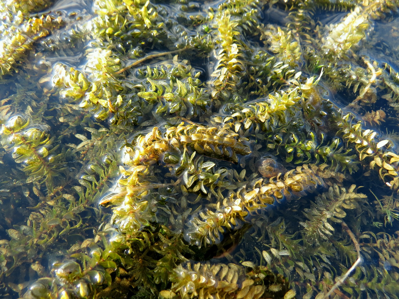 Изображение особи Elodea canadensis.