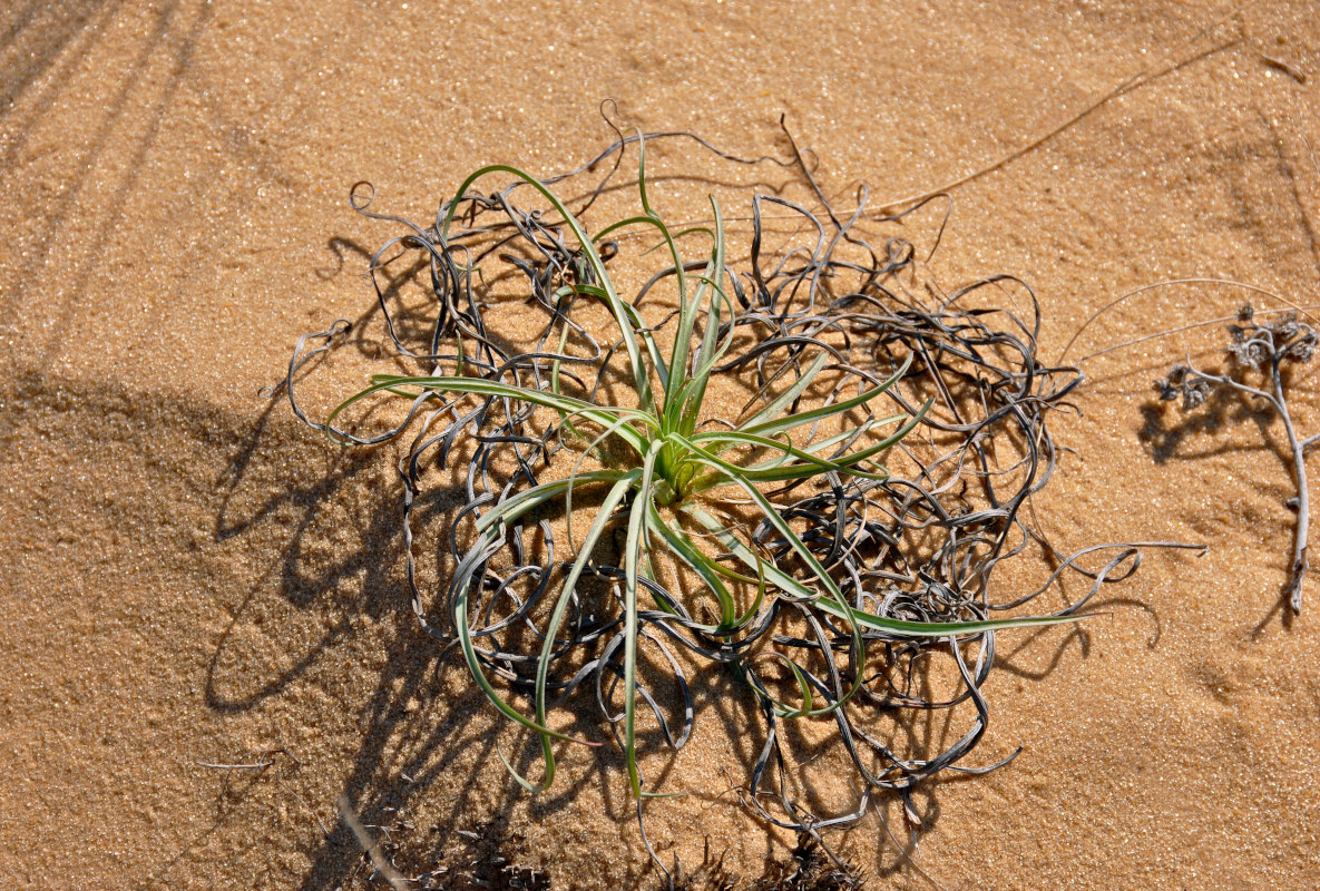 Image of genus Scorzonera specimen.