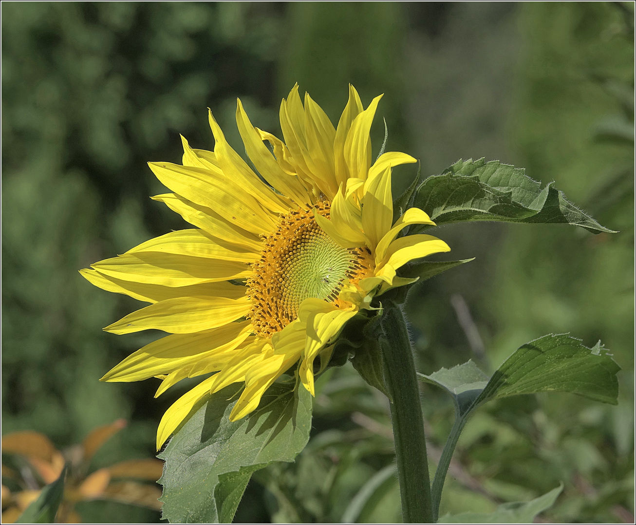 Image of Helianthus annuus specimen.