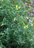 Lathyrus pratensis