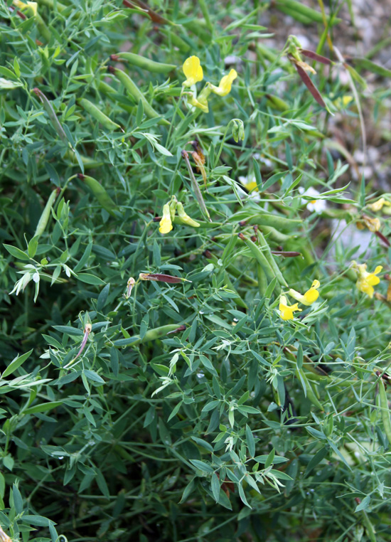 Изображение особи Lathyrus pratensis.