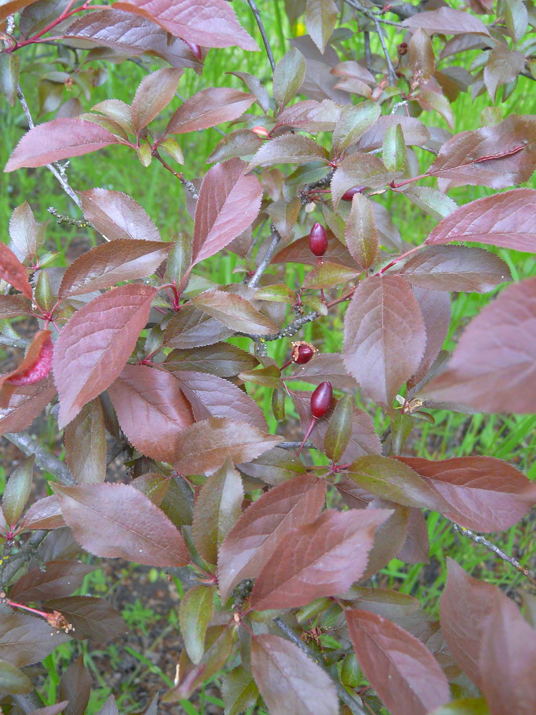 Изображение особи Prunus cerasifera var. pissardii.
