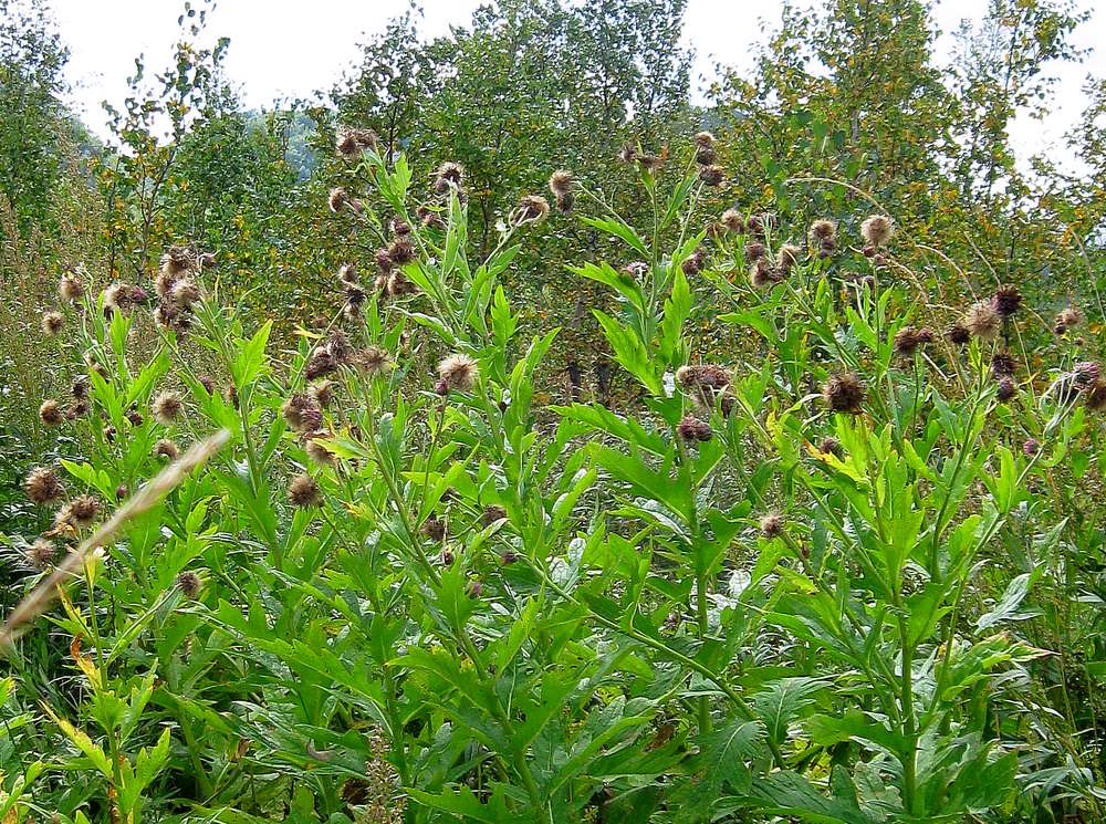 Изображение особи Cirsium kamtschaticum.