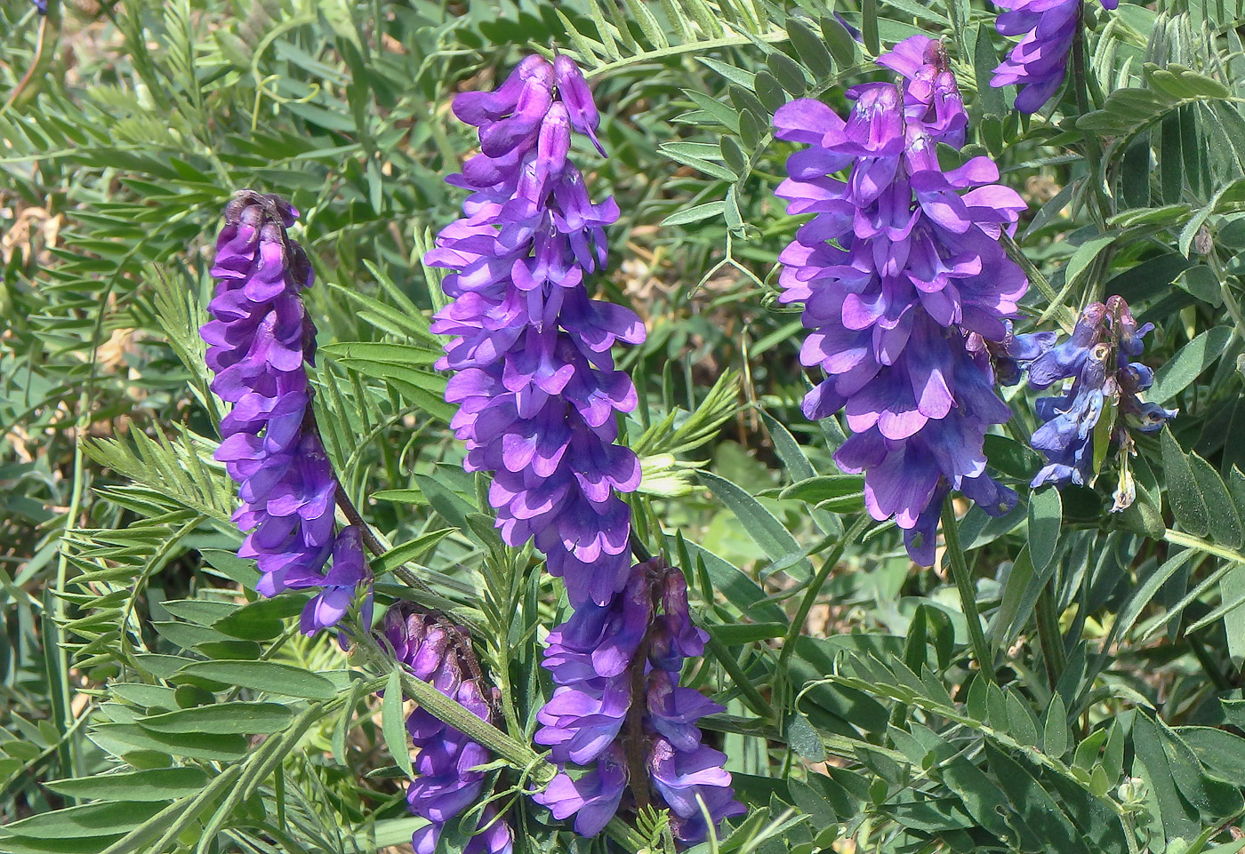 Image of Vicia grossheimii specimen.