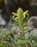 Pedicularis condensata