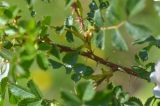 Rosa buschiana
