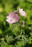 Malva moschata