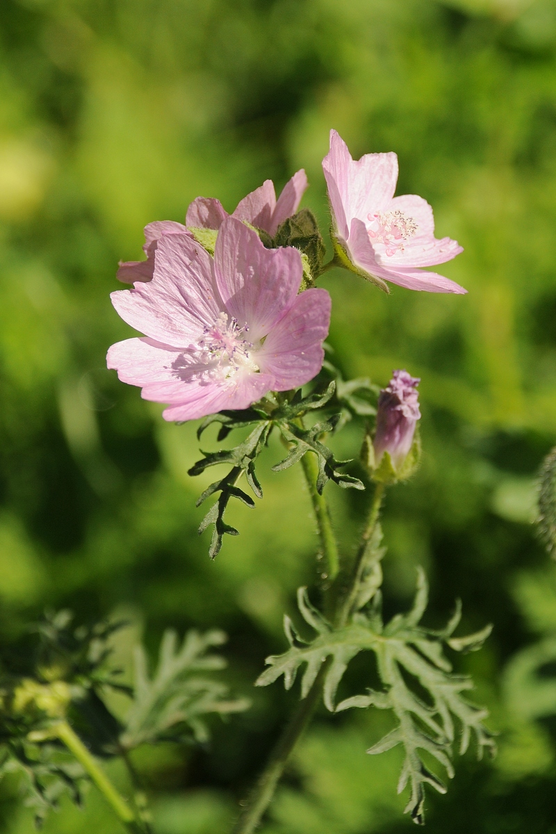 Изображение особи Malva moschata.