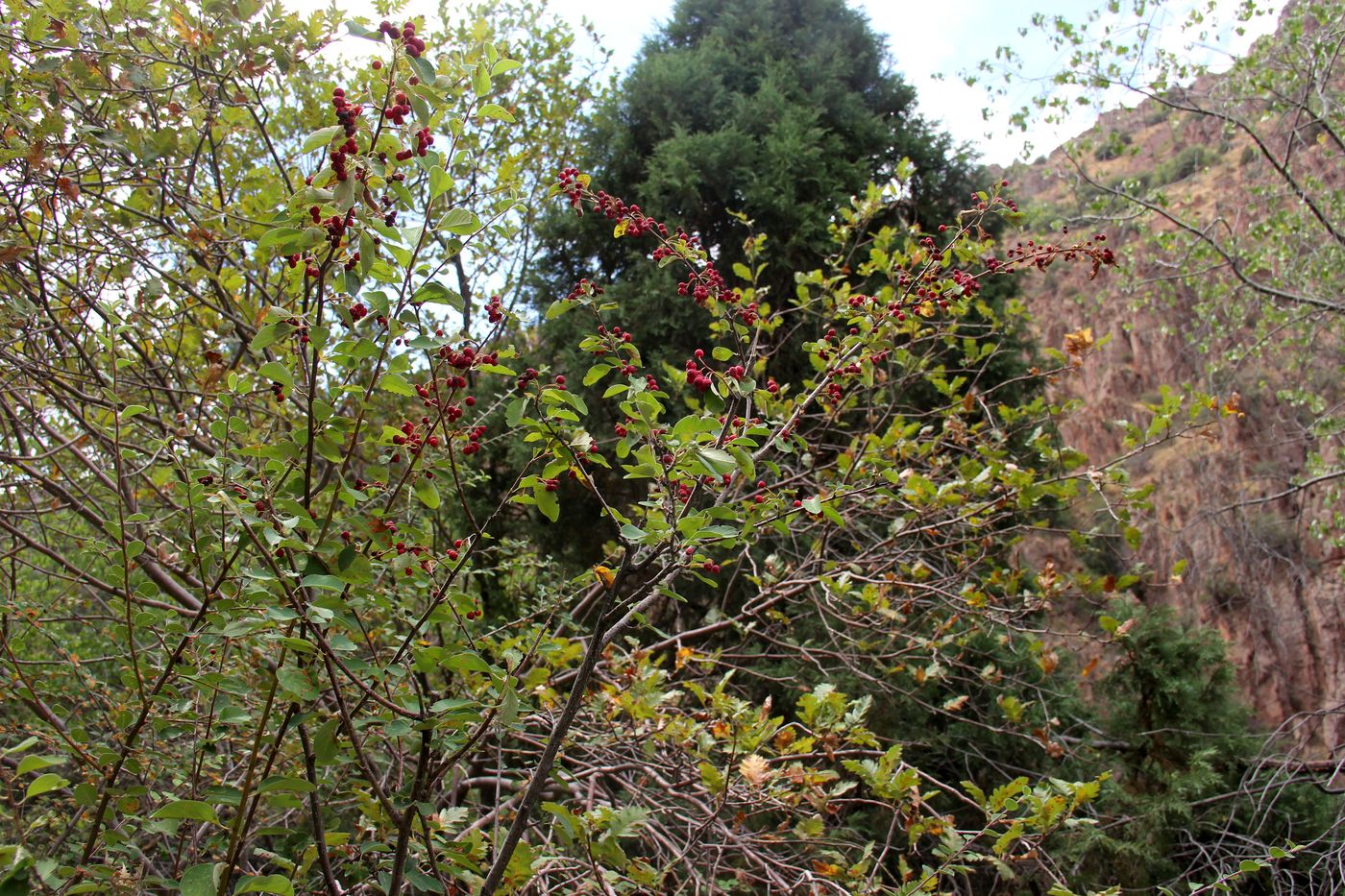 Image of Cotoneaster multiflorus specimen.